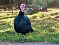 В продаже индюки 