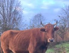 Продаётся бык. 