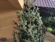 Елки  Гудаута Месные