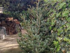 Елки  Гудаута Месные