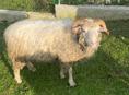 Продажа баран 🐏 2ш