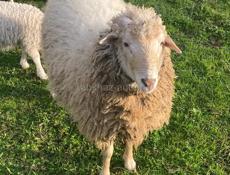 Продажа баран 🐏 2ш