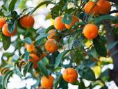 Продаю мандарины