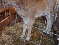 Продается телка