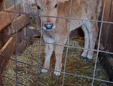 Продается телка