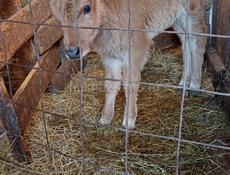 Продается телка