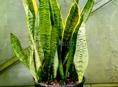 Сансевиерия 
