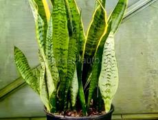 Сансевиерия 