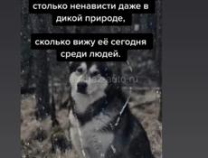 Хаски не моя собака Соседей мы увидели позвали