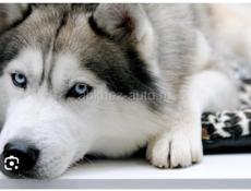 Хаски не моя собака Соседей мы увидели позвали 