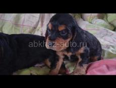 Щенки СПАНИЕЛЬ!!!!!!!!!!!!!!!!!!!