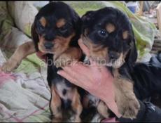 Щенки СПАНИЕЛЬ!!!!!!!!!!!!!!!!!!!