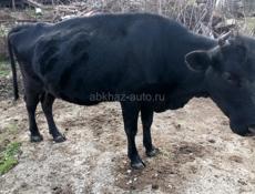 Продаются 2 коровы и 3 телёнка