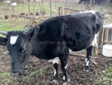 Продаются 2 коровы и 3 телёнка