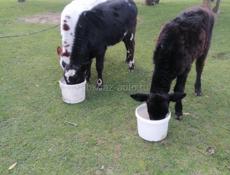 Продаются 2 коровы и 3 телёнка