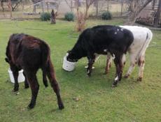 Продаются 2 коровы и 3 телёнка