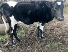 Продаются 2 коровы и 3 телёнка