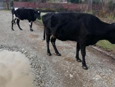 Продаются 2 коровы и 3 телёнка