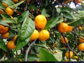 Пойдем на сбор мандарин 🍊🍊