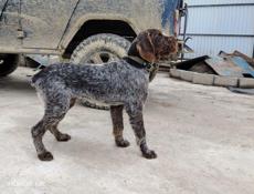 Продам рабочего дратхаара