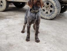 Продам рабочего дратхаара