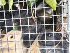 Дёшево кролики