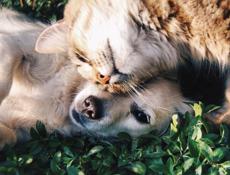 Возьму собачку или котенка в добрые руки 