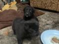 Щенки 2  месяц 
