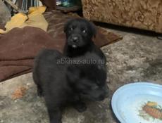 Щенки 2  месяц 