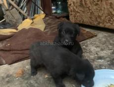 Щенки 2 месяц