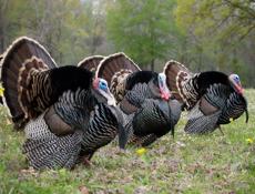 Продажа индюков