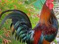 Продаю петухи