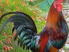 Продаю петухи