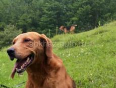 Пропала собака.Убедительная  просьба кто видел дай знать 🙏🙏🙏