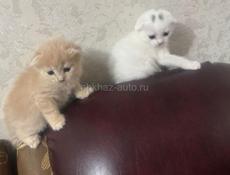 Вислоухие котята