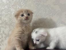 Вислоухие котята