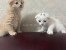 Вислоухие котята