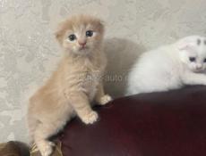 Вислоухие котята