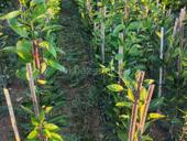 Саженцы ранних мандарин, кинкан