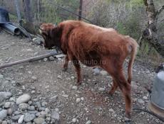 Продаётся бык!