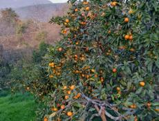 Мандарины три тонны 