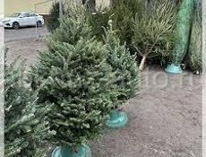 Продаются дацкие ёлочки 🌲 Маргарита