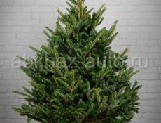 Продаются дацкие ёлочки 🌲 Маргарита