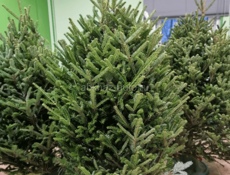 Продаются дацкие ёлочки 🌲 Маргарита