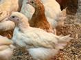 Цыплята двух месячные 