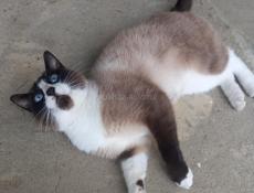 ПРОПАЛ СИАМСКИЙ КОТ!