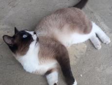 ПРОПАЛ СИАМСКИЙ КОТ!