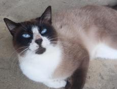 ПРОПАЛ СИАМСКИЙ КОТ!