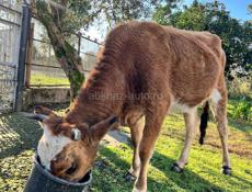 Продается Телочка