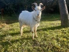 Продаю козла